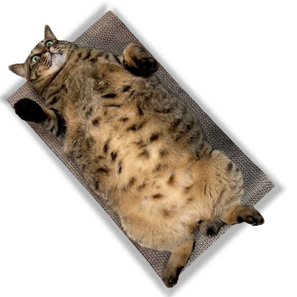 保護猫と仲良くなるには・・・