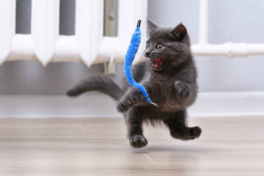 うちの猫は遊ばない。。。