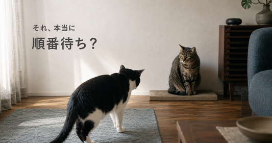 2匹で1つの爪とぎ、本当に仲良く共有できている？