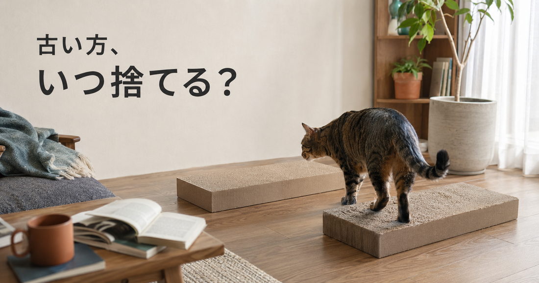 新しい爪とぎに替える日、古い爪とぎはすぐ捨てていい？
