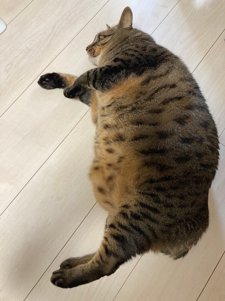 デブ猫と一緒の幸せライフ！暮らしのコツと愛猫ケア５つのポイント